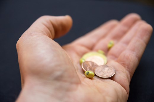 Seed Economics Toolkit for Seed Producers – Organic Seed Alliance