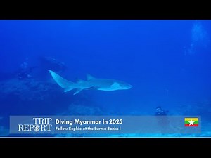 Follow Sophie on some sharky dives in the Burma Banks!