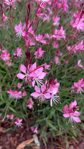 Every garden should have a Butterfly Bush. Botanically known as Gaura they come in pink, light pink or white. The flowers dance in the wind and the flowers look like they are hovering above the plant, thus the Butterfly name. These are incredibly easy to grow and they just flower like crazy. But you have to prune them back to almost ground level a couple of times a year. Feed with Tim’s Cow Manure and they will sprout fresh new growth and more flowers within weeks. Pruning actually keeps them al