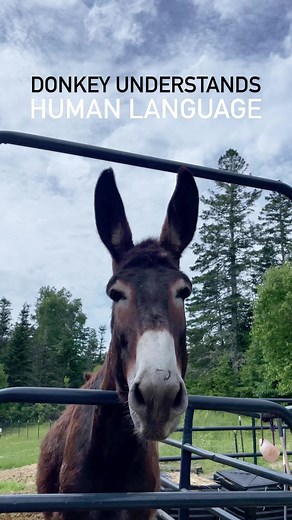 23K views · 869 reactions | Donkeys are so special! This is Bruno. Bruno was shipping to slaughter and he was saved at the last moment. Can you imagine if no one was there for him? Follow our page and help us save more donkeys like Bruno! 癩 | Donkey & Draft Rescue | Facebook