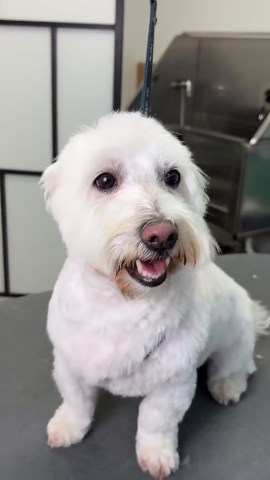 Fluffy dog face transformation: Step-by-step head grooming tutorial