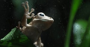 This Captivating Footage Graceful Tree Frog Stock Footage Video (100% Royalty-free) 3614229933 | Shutterstock