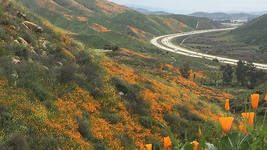 California artists, chefs find creative ways to confront destructive 'superbloom' of wild mustard