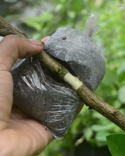 How to air layering citrus tree #citrus #airlayering