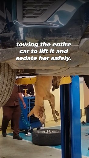 Dog Jammed in Car, But Animal Rahat Saves Her