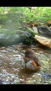 @mybackyardbirding Female Eastern Towhee visits the mountain spring 💦. #birds #bird #wildlife | Pittsburgh Lesbian Correspondents