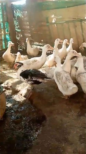 Duck Farming in Saudi Arabia | Healthy Ducks Daily Care 🦆 | Duck Farm Tour
