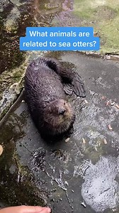 Water weasels 🦦 | Aquarium of the Pacific