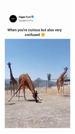 Giggle Fuel on Instagram: "In this video, a curious giraffe is seen in a wildlife enclosure repeatedly lowering its long neck to investigate a tortoise moving slowly on the ground. The giraffe nudges and sniffs the tortoise multiple times, seemingly fascinated by the small creature's slow pace. At one point, the giraffe even spreads its front legs wide to get a closer look, while other giraffes can be seen in the background of the sunny, open landscape. The tortoise continues on its way, largely