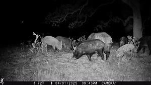 228K views · 2.1K reactions | They're BACK... Guess it's time to make another "ammo run", and get the butchering knives sharpened...  | Honey Locust Ranch | Facebook