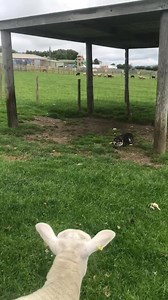 220K views · 19K reactions | Introducing JED our newest member of the team in farmer Richards daily update! | Hall Hill Farm | Facebook