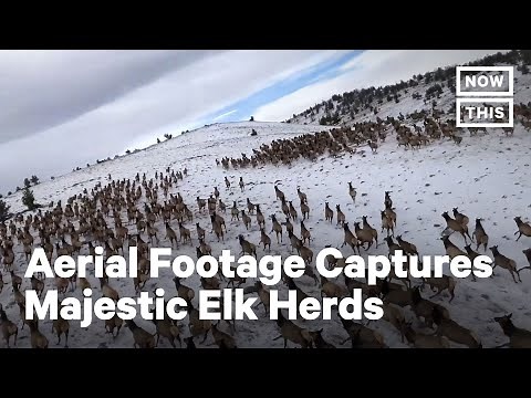 Thousands of Elk Gallop Together in Colorado