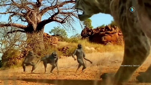 Discovery of primitive man | Human Origin and Evolution