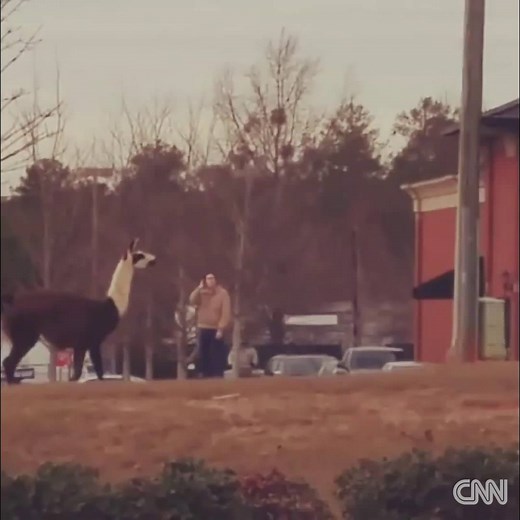 212K views · 2.6K reactions | Another llama on the lam… this time in...
