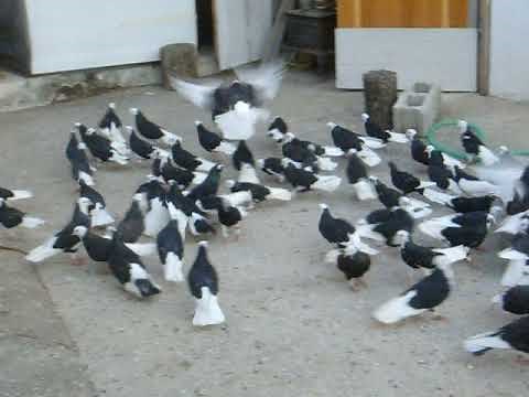 ΠΕΡΙΣΤΕΡΙΑ ΝΤΟΥΝΕΚΙΑ - DONEKS PIGEONS