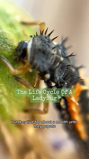I’m Growing A LadyBug Larvae Into A LadyBug🐞 🌱 Ladybugs, also known as ladybirds, are fascinating creatures that go through a remarkable life cycle. So we are going to witness it. It all starts with a tiny little egg that the ladybug mommy lays on the underside of a leaf. The eggs are usually round and yellow or orange in color. After a few days, the eggs hatch into larva. The larva look like tiny alligators with black and orange stripes. They have a big appetite and love to eat aphids, which 