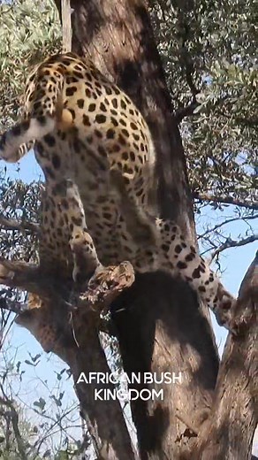 Avid tree climber struggling to come down #wild #life #wildlife #epic #nature #animals #wow #amazing #safari #africa #leopard | African Bush Kingdom