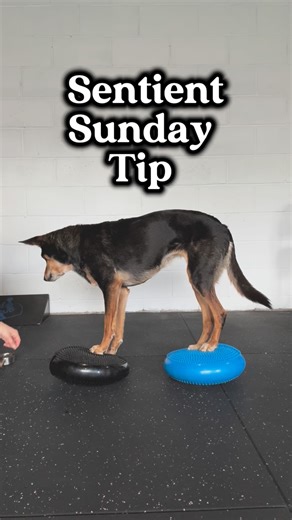 Sentient Physiotherapy - Animal Physiotherapy on Instagram: "✨ Sentient Sunday Tip - from a physio! “A stronger dog is a safer dog.” Today’s video shows a strength + stability drill— front and back paws on balance discs. This exercise fires up the core, improves body awareness, and builds the tiny stabiliser muscles that protect joints from injury. Balance work like this helps your dog: • Protect joints • Move with better control • Reduce risk of slips and strains You can make it much more simpl