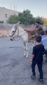 1M views · 25K reactions | First time riding a horse  | Anwar Jibawi | Facebook