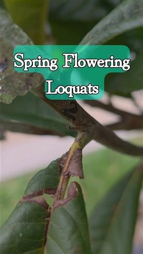 Spring Flower Loquats #loquat fruit #garden #gardening #fruit