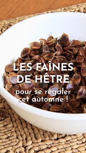 Quand un hêtre s’effondre, il nous offre parfois un accès unique à ses fruits : les faînes ! 🤩 À déguster crues avec modération, ou en les torréfiant doucement à la poêle ! Un délice à (re)découvrir pendant vos balades d’automne 🍂 Et apprenez-en plus sur cet arbre grâce à notre article : https://www.lechemindelanature.com/articles/a/video-hetre-roi-de-nos-forets #cueillette #nature #faînes #hêtre #plantesauvages #automne #forêt #lechemindelanature #formationnature #autonomiealimentaire | Le Ch