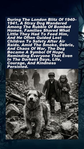 The Little Dog That Survived Bombings