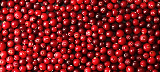 Cranberry: o que é, para que serve e benefícios