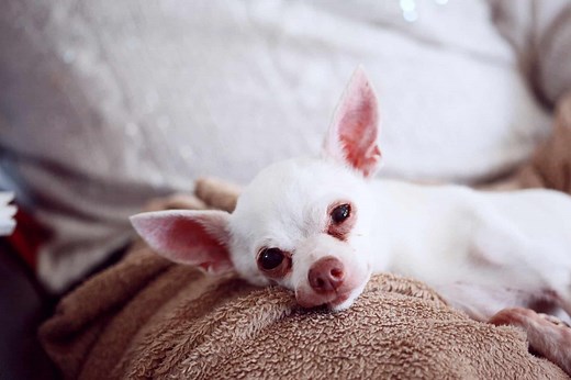 10 Facts on Apple Head Chihuahuas