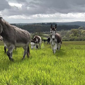 Take a moment to relax by watching our gorgeous herd. 😀 | The Donkey Sanctuary