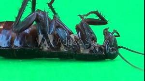 Cockroach lying on it's and moving it's feet