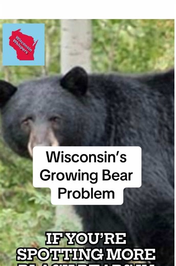 Wisconsin's Growing Bear Problem Explained