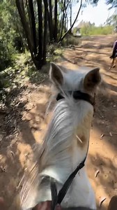 Entoto Horse Ride Experience 🐎✨” “Today felt special 🐎✨ I went horse riding at Entoto Park, and it was one of those moments that reminds you to slow down and breathe. Package 1: 2 rounds – 250 ETB (with guide) Package 2: 4 rounds – 400 ETB (with guide) Package 3: 3km forest ride – 1,500 ETB (solo riders) Riding through the quiet forest and fresh air felt healing — simple, peaceful, and unforgettable.” | Yordanos Solomon