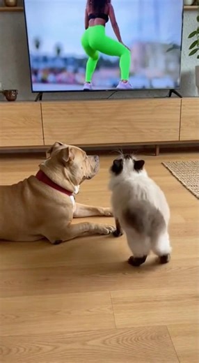 Why did you switch off my TV? #funnycat #funny