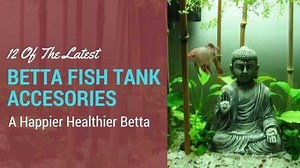 11 Of The Latest Betta Fish Tank Accessories For 2026 [GUIDE]