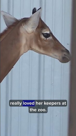 The world's only spotless giraffe has died