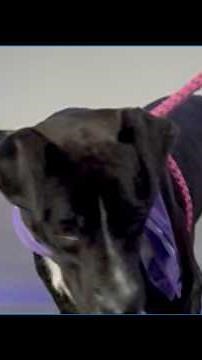 Introducing our Pet of the Week from the San Antonio Humane Society
