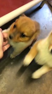 13K views · 135 reactions | Sheltie x corgi mix babies need homes!! Come foster them for Christmas!! Then you will want them forever!! | Paws and Hooves Rescue Foundation | Facebook