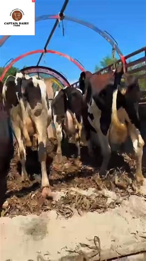 17K views · 529 reactions | Alhumdulilah! Animals are going to Rawat , Rawalpindi Come & get pure animal , we are available imported animal HF 0304-2928053 #captain #captaindairynutrition #DairyPakistan #dairyfarming #animalhealth #dairy #dairyfree #dailyvlog #dairyfarm #nutrition #FarmersFirst | Captain Dairy Farm | Facebook