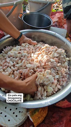 Fresh cacao beans #fyp #cacoa#farming #fyp#TopFans#fertilizer #followers#share | CACAO tutorial ni JM