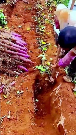 The process of digging yams = good tools can increase efficiencyOptimized Title: