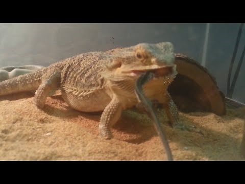 Bearded Dragon Eats Long-Tailed Lizard