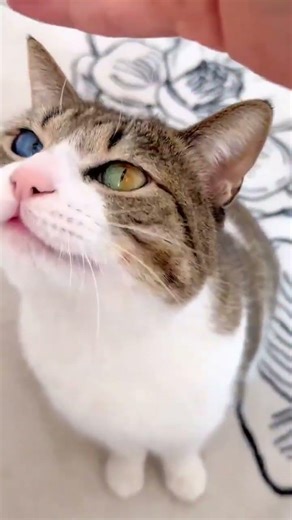 First time seeing THREE COLORS in a cat’s eyes! 😳