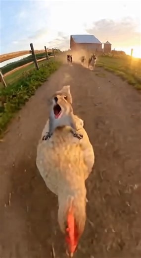 The Great Chicken Escape | Oroscope