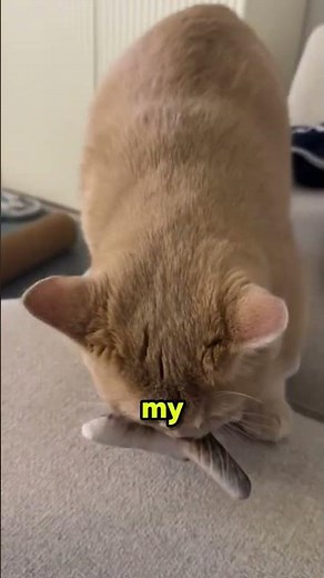 Why Your Cat Screams at 3 AM… It’s Not What You Think! 😼#cat #cute #funnycats