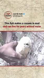 1.3M views · 9.6K reactions | The African lungfish is a living fossil...