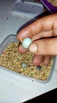 Couvaison oeuf canari