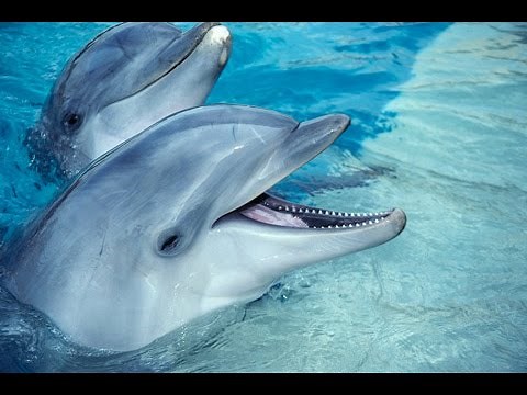 Documental de delfines.