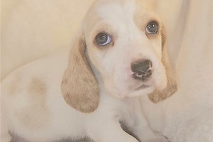 Hope - Basset Hound Puppy 69088E