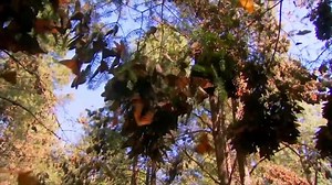 203K views · 6.9K shares | Michoacán el alma de México.  | Morelia Mich Turismo México | Facebook