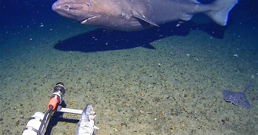Surprise shark caught on camera for first time in Antarctica's near-freezing deep